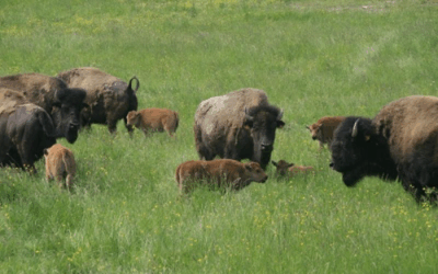 Fête du Bison à Rocles