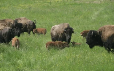 Fête du Bison à Rocles