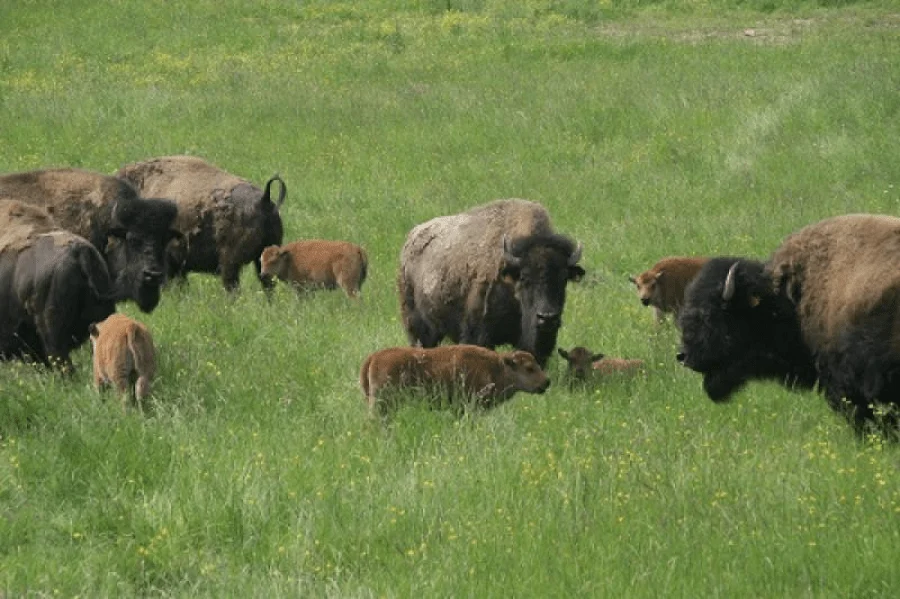 Fête du Bison à Rocles